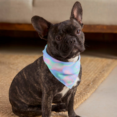 Black dog wearing a colorful bandana sitting on a carpeted floor.