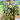 Antispiral Co. - Customised Apparel. Beautiful sunflower shirts. Soft touch rayon Top Pocket Coconut Buttons