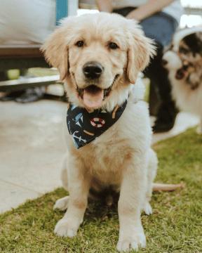 Custom Bandanas