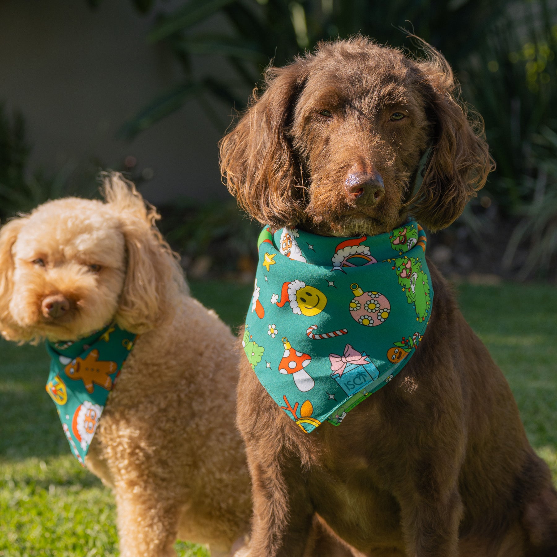 Make sure your pup looks the part this holiday season with our Holidaze Christmas Bandana! Fitted with festive designs of candy canes, reindeer, and santa claus, it's the perfect accessory! (Heck, even Santa might be a bit jealous.) Get hoppin' and have your furry friend feeling ready to rock around the Christmas tree!
