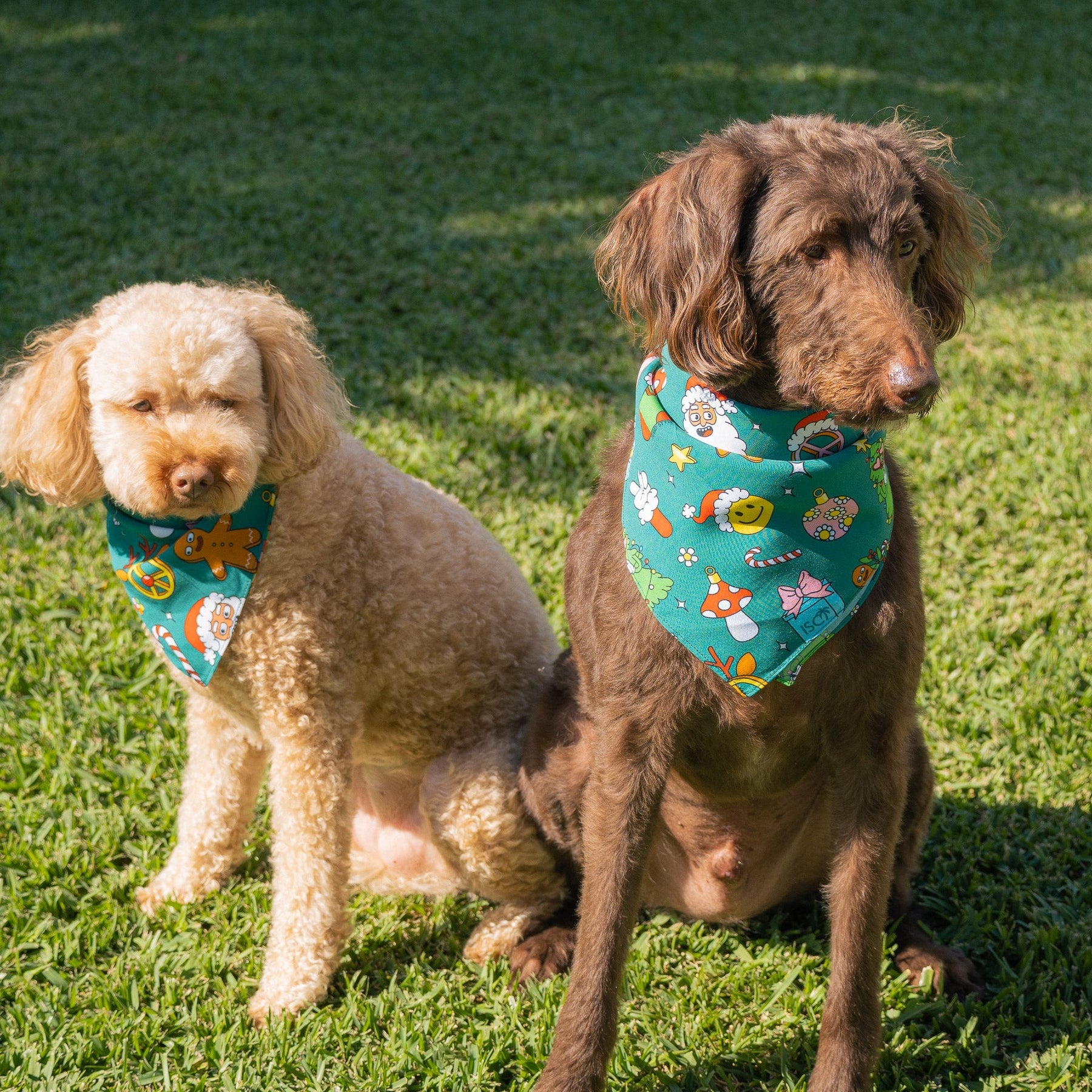 Make sure your pup looks the part this holiday season with our Holidaze Christmas Bandana! Fitted with festive designs of candy canes, reindeer, and santa claus, it's the perfect accessory! (Heck, even Santa might be a bit jealous.) Get hoppin' and have your furry friend feeling ready to rock around the Christmas tree!