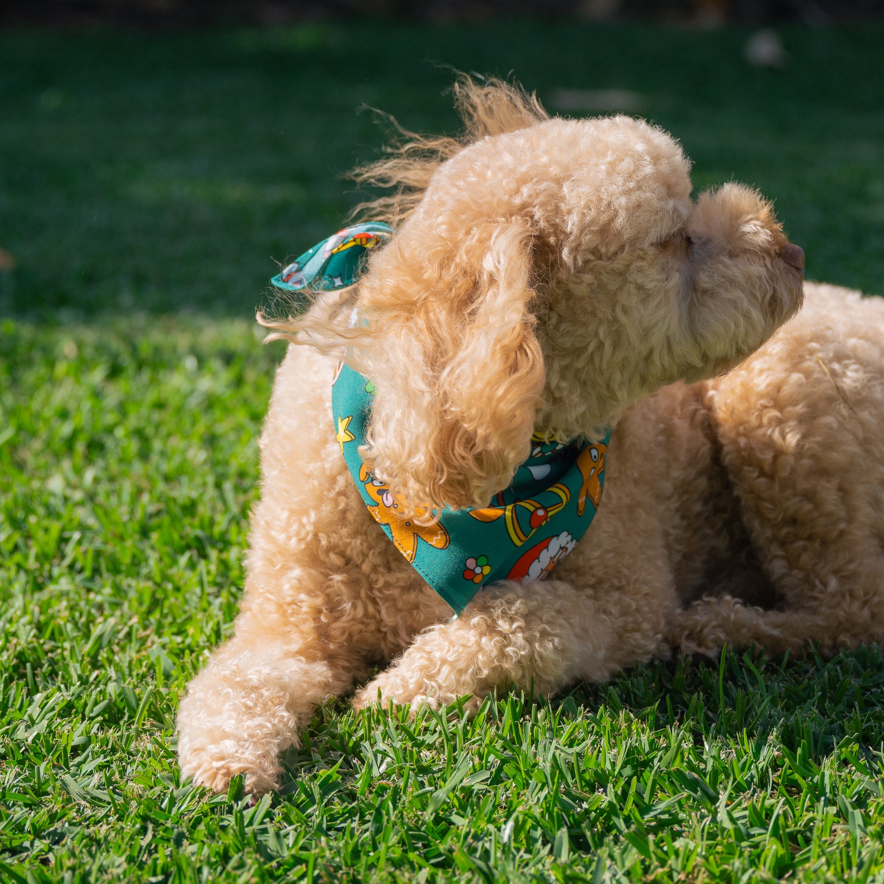 Make sure your pup looks the part this holiday season with our Holidaze Christmas Bandana! Fitted with festive designs of candy canes, reindeer, and santa claus, it's the perfect accessory! (Heck, even Santa might be a bit jealous.) Get hoppin' and have your furry friend feeling ready to rock around the Christmas tree!