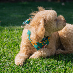 Make sure your pup looks the part this holiday season with our Holidaze Christmas Bandana! Fitted with festive designs of candy canes, reindeer, and santa claus, it's the perfect accessory! (Heck, even Santa might be a bit jealous.) Get hoppin' and have your furry friend feeling ready to rock around the Christmas tree!