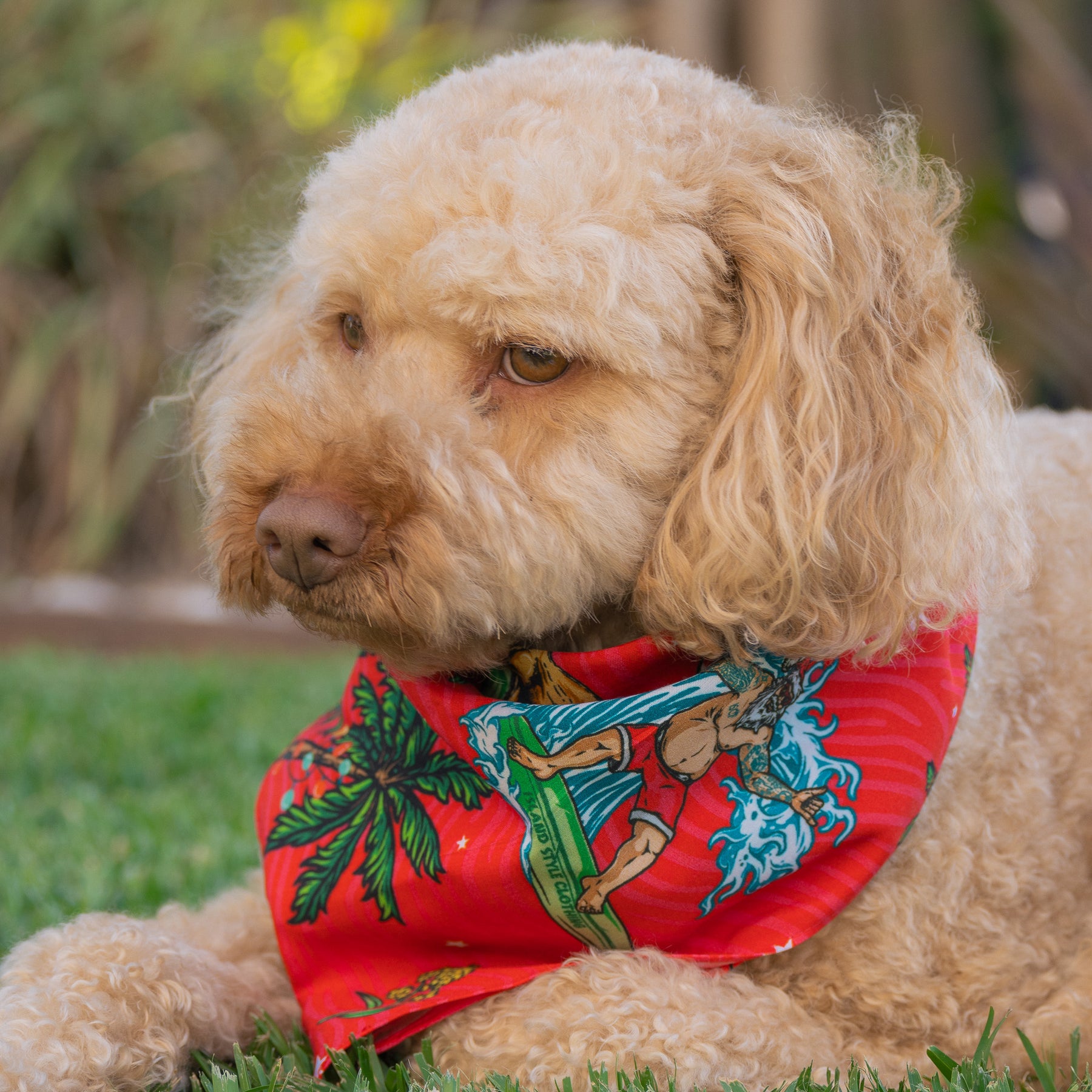 Kit for the koolest in the Kennel! Help your furry family member be the Santa of attention this Christmas with our newest Aussie Christmas Dog Bandana. Sure to earn some jealous looks on the streets, this bandana comes in two different sizes to fit most breeds.