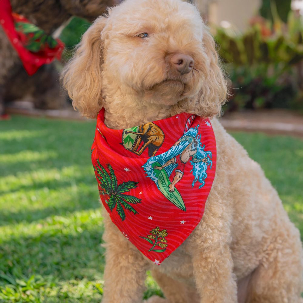 Kit for the koolest in the Kennel! Help your furry family member be the Santa of attention this Christmas with our newest Aussie Christmas Dog Bandana. Sure to earn some jealous looks on the streets, this bandana comes in two different sizes to fit most breeds.  Our looks bury the competition. Match with the humans ... view the Christmas Collection. 