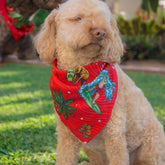 Kit for the koolest in the Kennel! Help your furry family member be the Santa of attention this Christmas with our newest Aussie Christmas Dog Bandana. Sure to earn some jealous looks on the streets, this bandana comes in two different sizes to fit most breeds.  Our looks bury the competition. Match with the humans ... view the Christmas Collection. 
