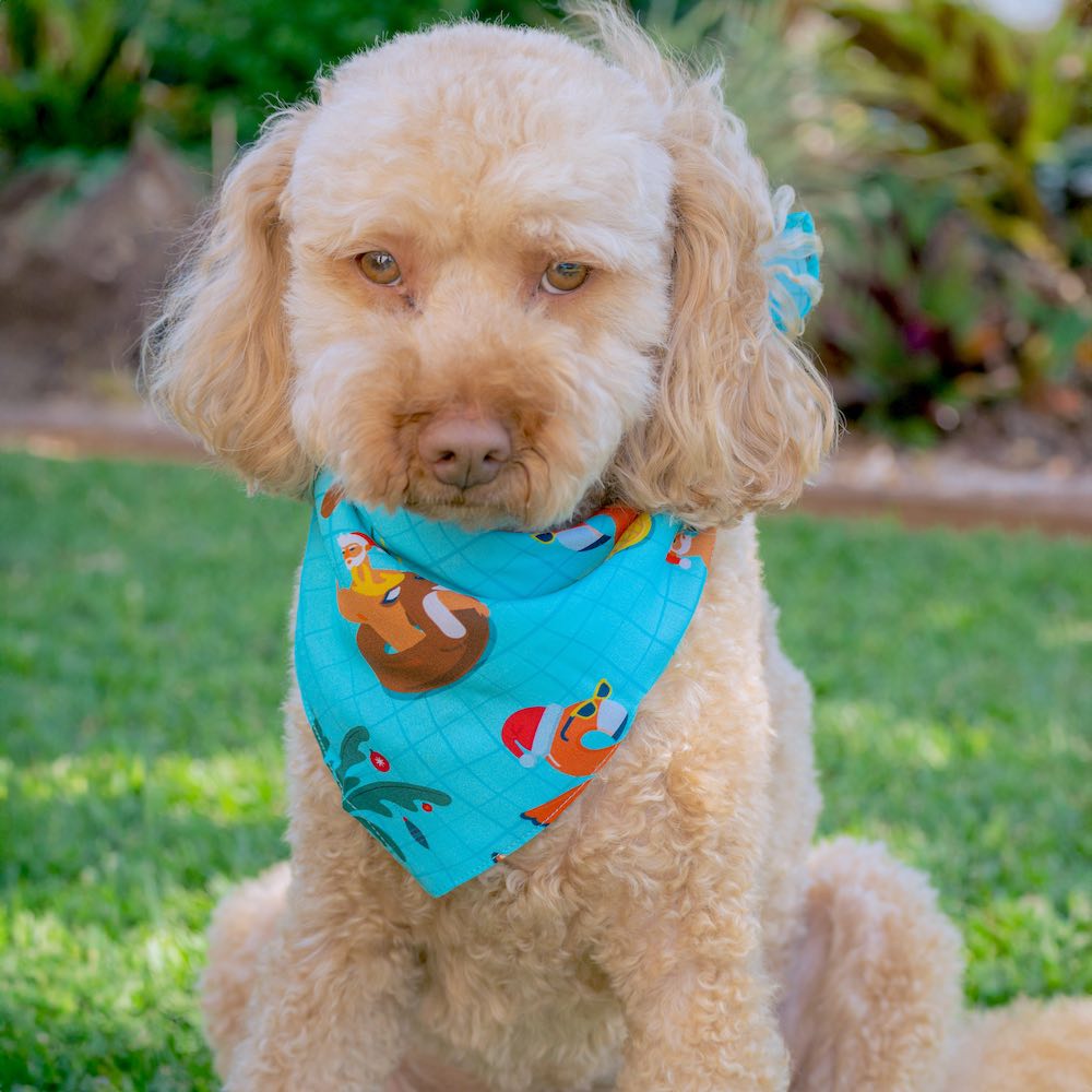 Help your furry family member be the Santa of attention this Christmas with our newest Christmas Pool Party Dog Bandana. Sure to earn some jealous looks on the streets, this bandana comes in two different sizes to fit cats and dogs of every breed.    You’ve come to the right place for all your Christmas Clothing Essentials! Pair with the matching Shirts to be fully decked out. View the Christmas Collection. 