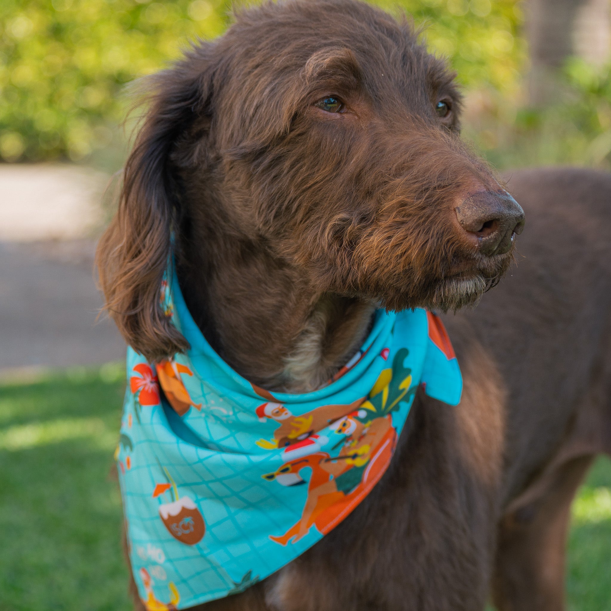Help your furry family member be the Santa of attention this Christmas with our newest Christmas Pool Party Dog Bandana. Sure to earn some jealous looks on the streets, this bandana comes in two different sizes to fit cats and dogs of every breed. You’ve come to the right place for all your Christmas Clothing Essentials! Pair with the matching Shirts to be fully decked out. View the Christmas Collection.
