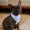 Black dog wearing a colorful bandana sitting on a carpeted floor.