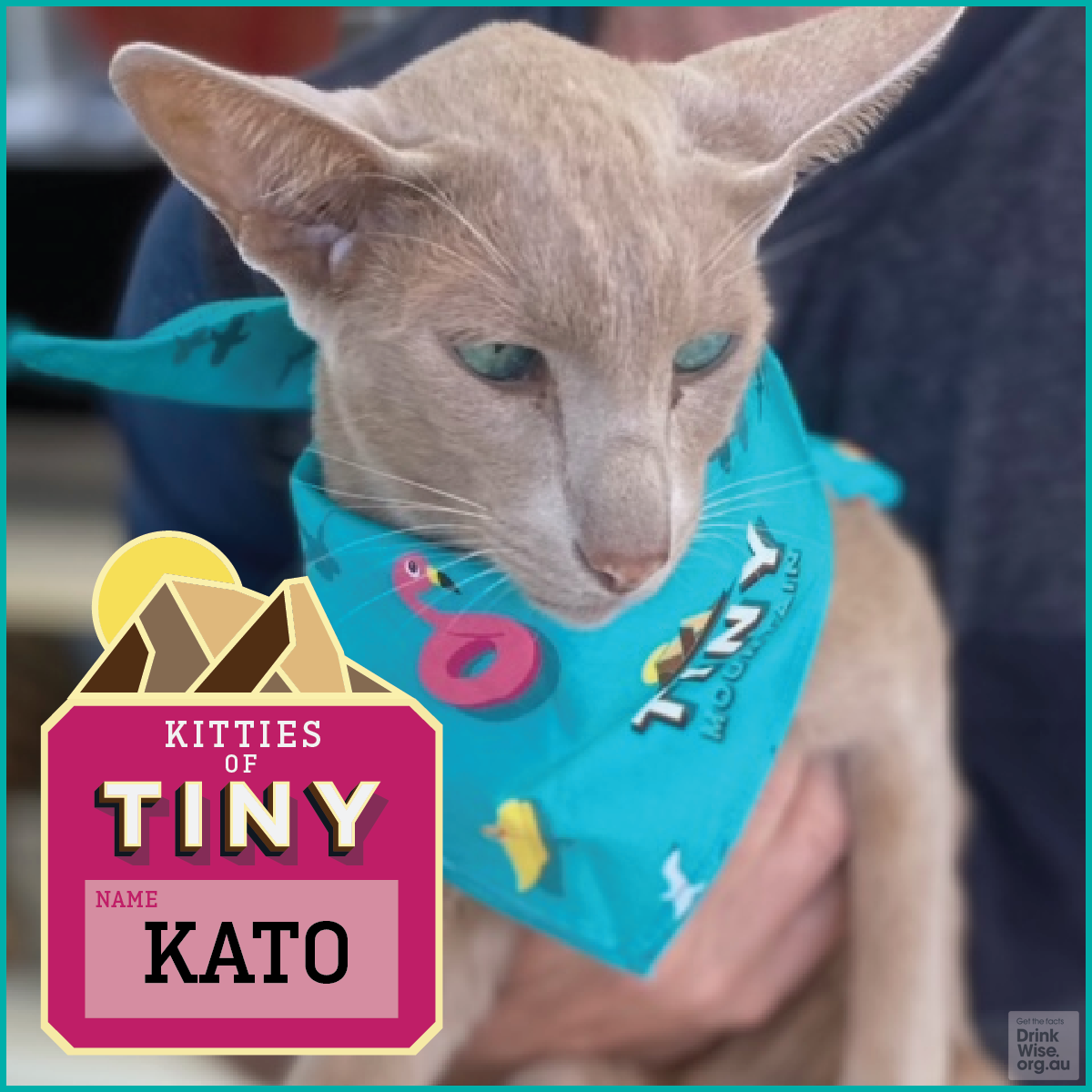 What's more fun than matching with your fur family. These cool custom pet Bandanas were made to match the Custom Hawaiian Shirts & Shorts for Tiny Mountain Brewery, Townsville.   Introducing the very first 🐱KITTY of TINY🐱  Meet 'KATO' - An oriental, Kato loves morning snacks, sunning himself on the balcony table & talking to his humans. He's especially vocal around chicken!  (Sorry Keith & Bianca - but Kato got in first!)  100% Cotton