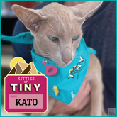 What's more fun than matching with your fur family. These cool custom pet Bandanas were made to match the Custom Hawaiian Shirts & Shorts for Tiny Mountain Brewery, Townsville.   Introducing the very first 🐱KITTY of TINY🐱  Meet 'KATO' - An oriental, Kato loves morning snacks, sunning himself on the balcony table & talking to his humans. He's especially vocal around chicken!  (Sorry Keith & Bianca - but Kato got in first!)  100% Cotton